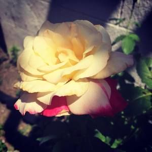 Meet your Posher, Diana